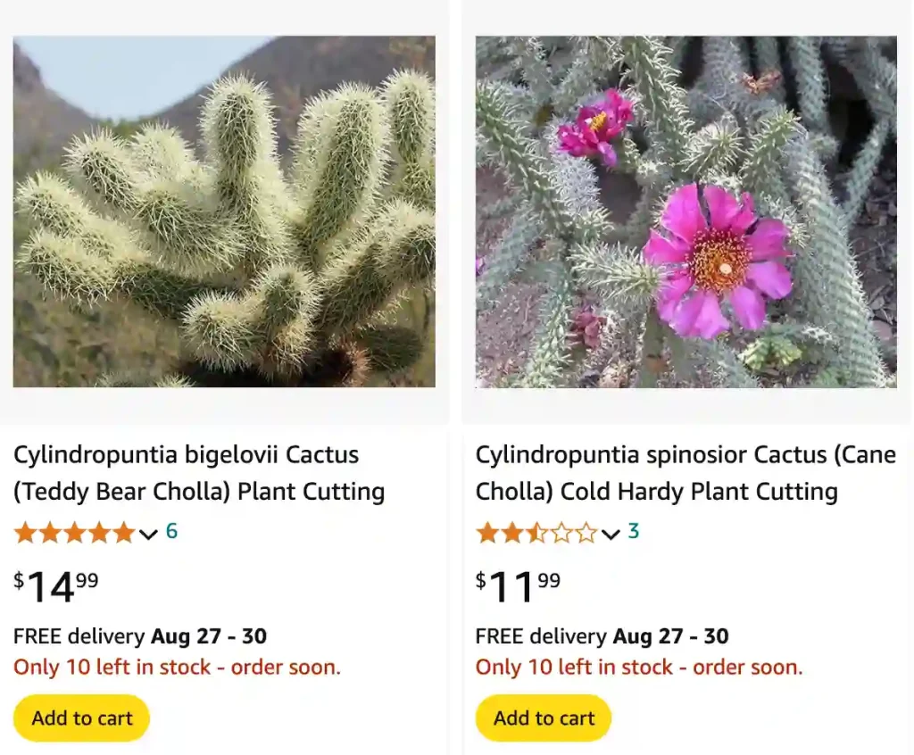 Cholla Cactus | Monsteraholic