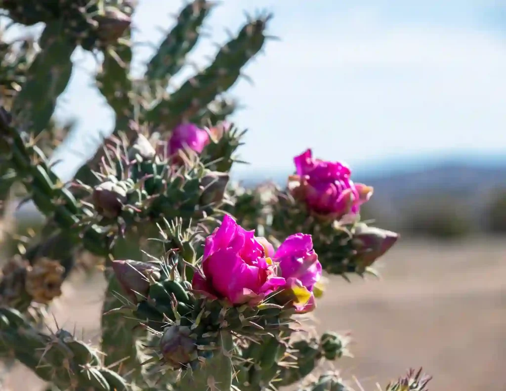 Cholla Cactus