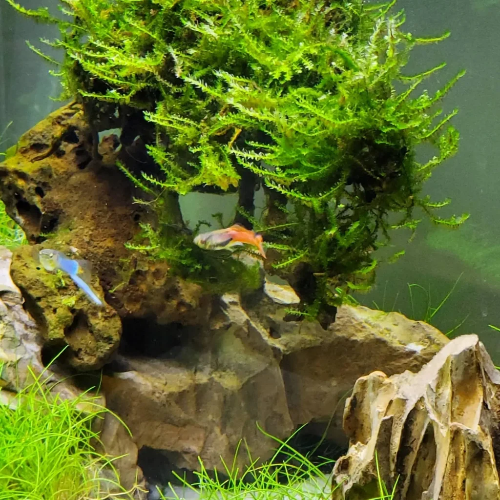 Christmas Moss