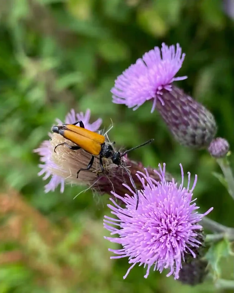 Cirsium Arvense