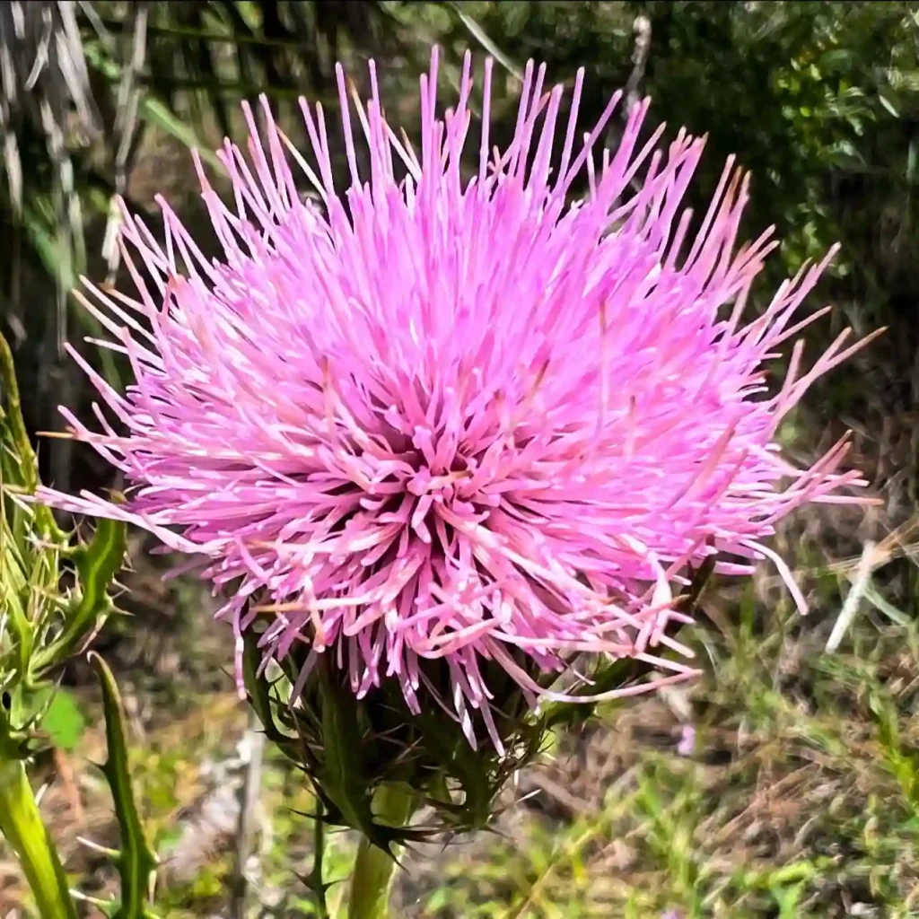 Cirsium Horridulum