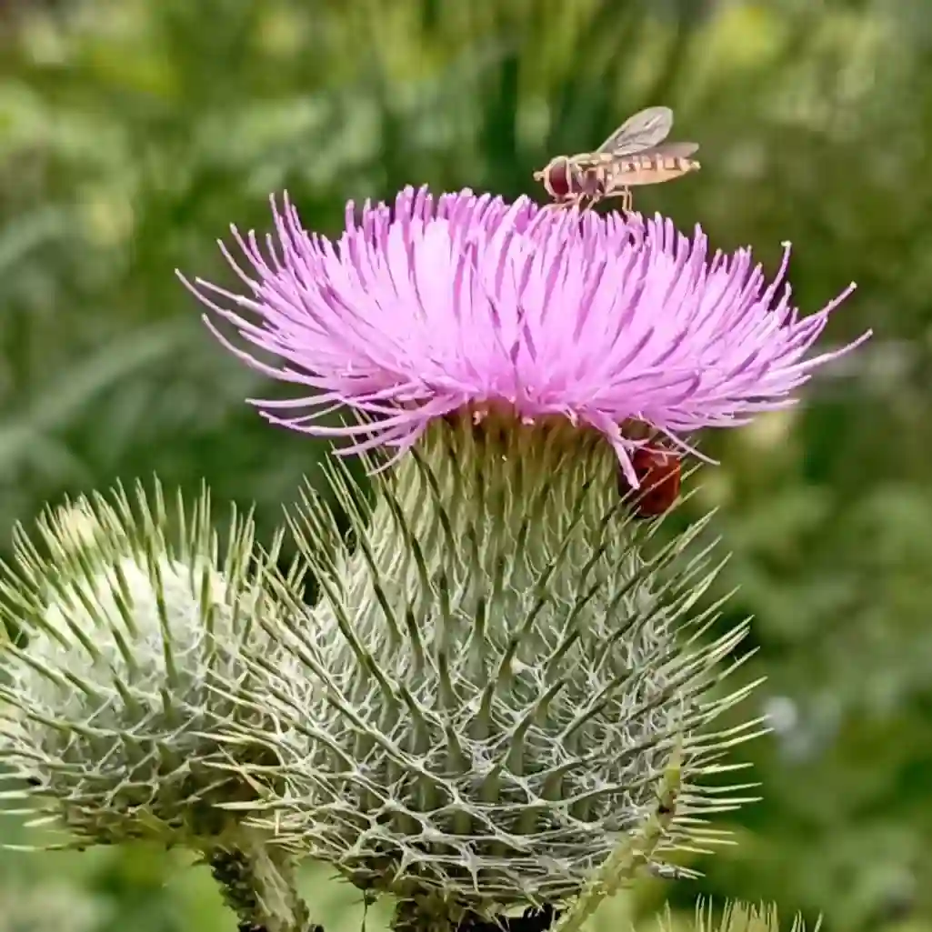 Cirsium Vulgare