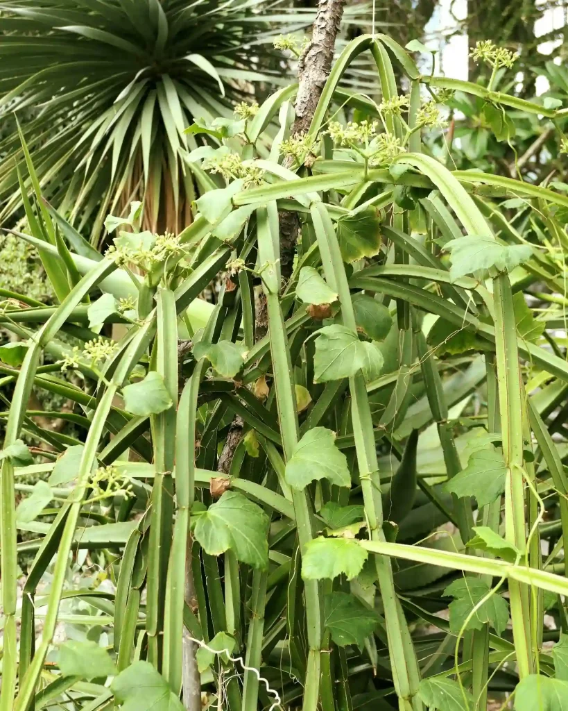 Cissus Quadrangularis