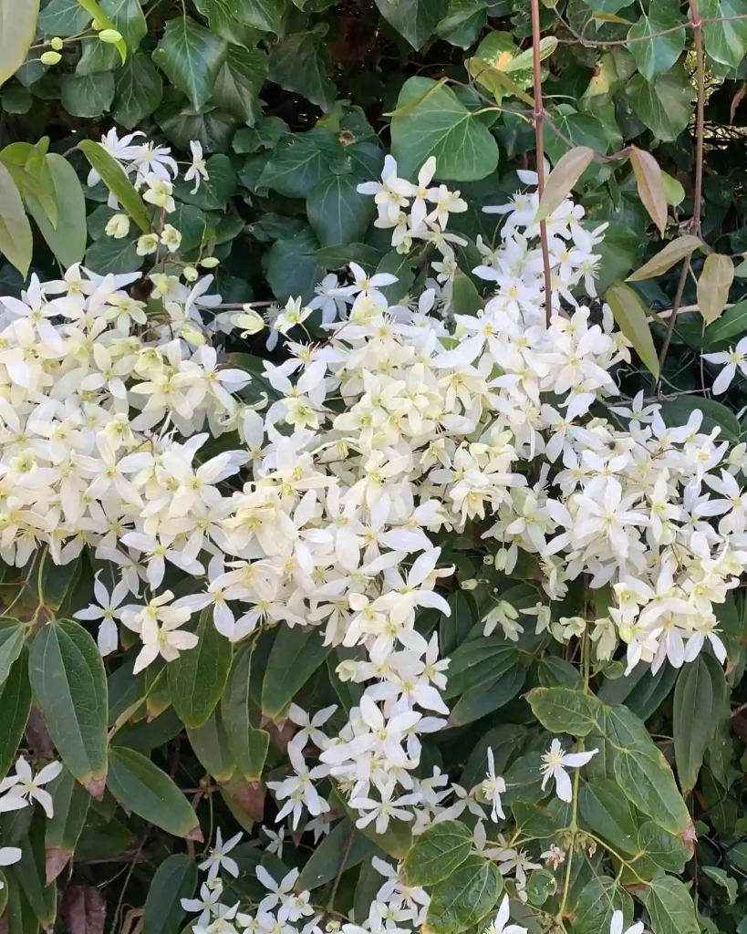 Clematis Armandii