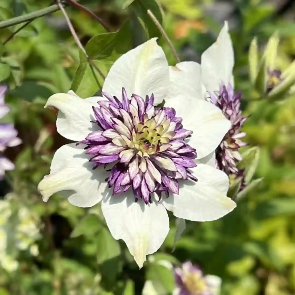 Clematis Florida