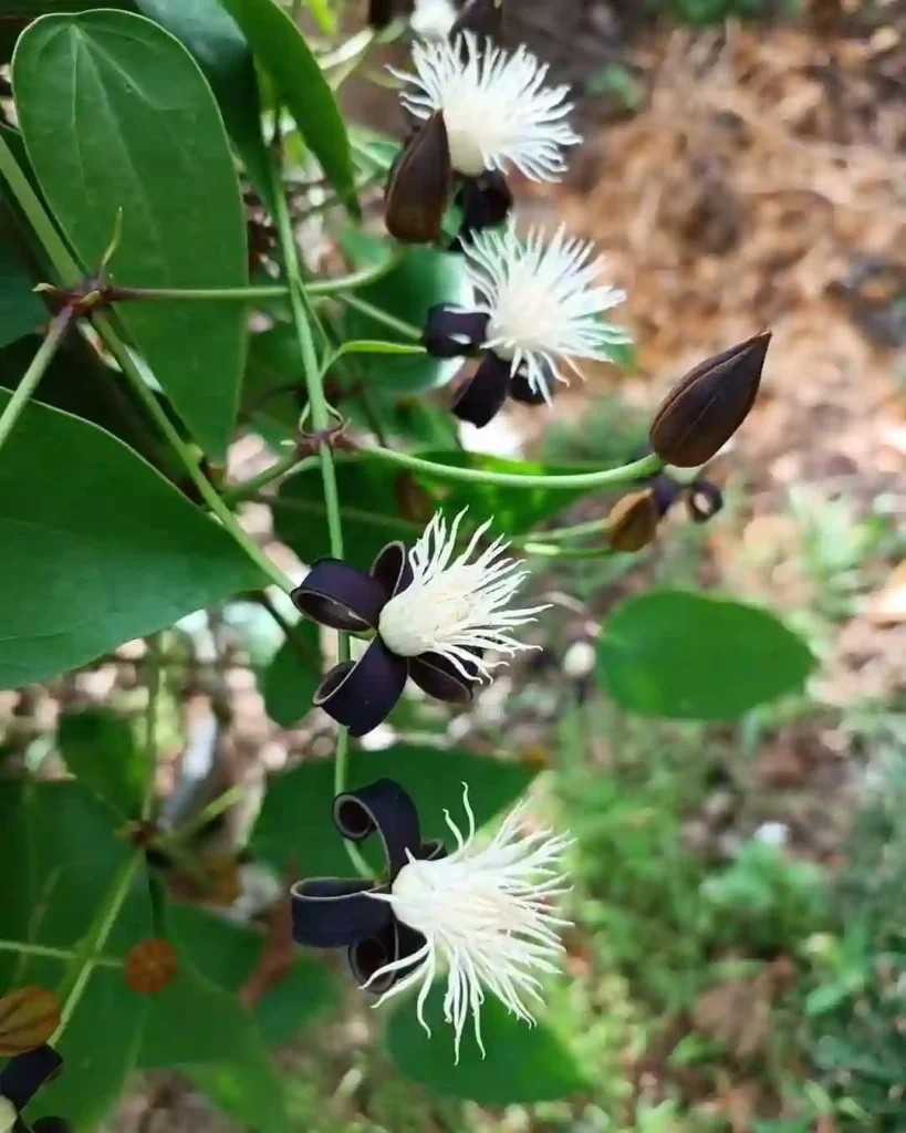 Clematis Smilacifolia