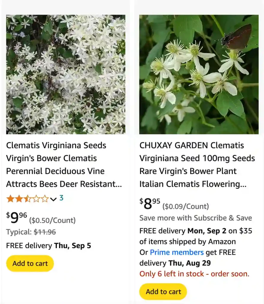 Clematis Virginiana | Monsteraholic