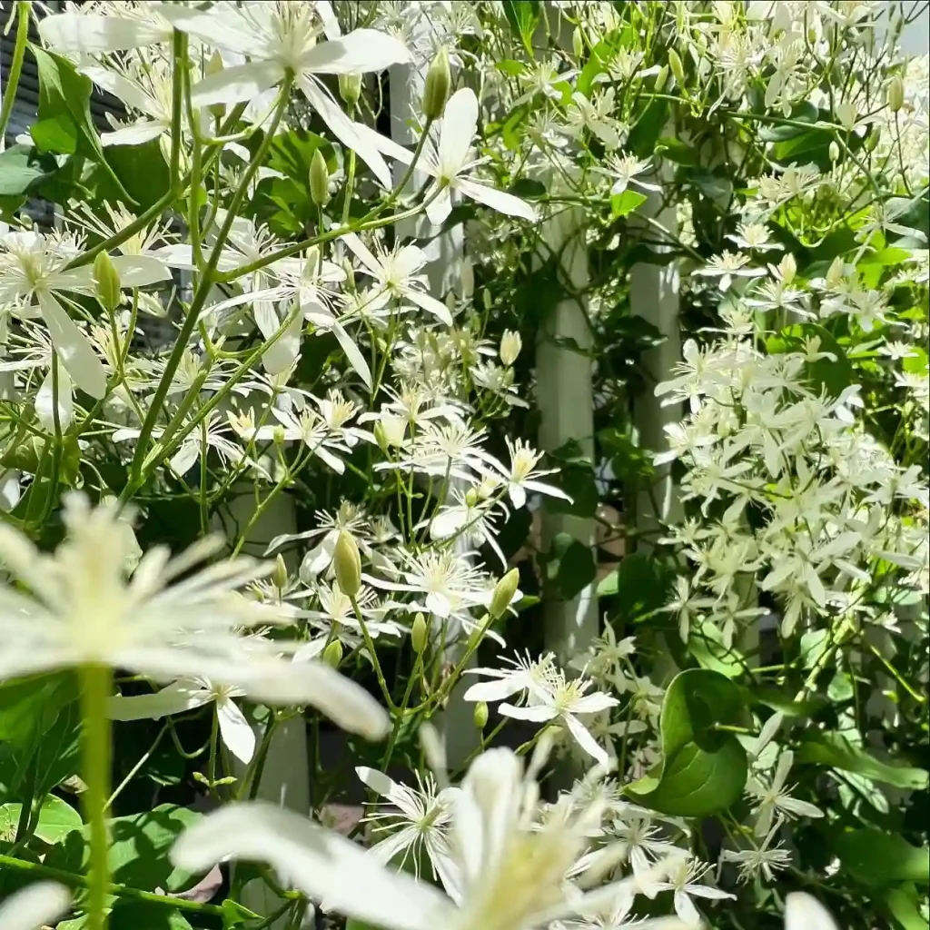 Clematis Virginiana