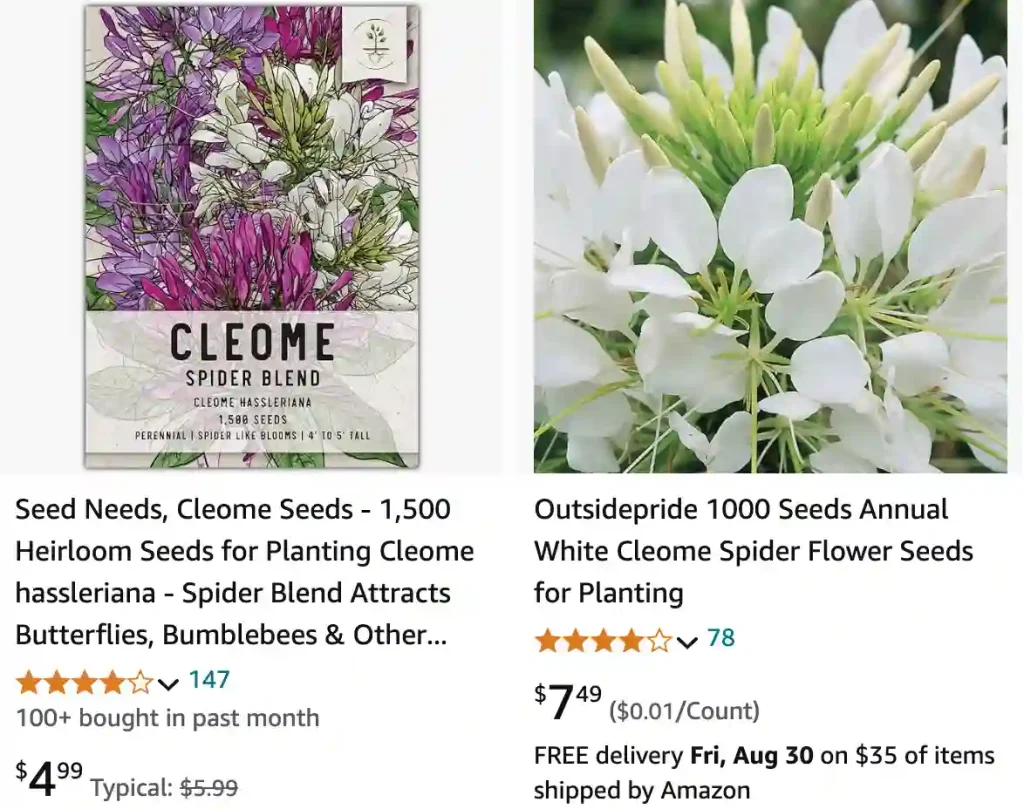 Cleome | Monsteraholic