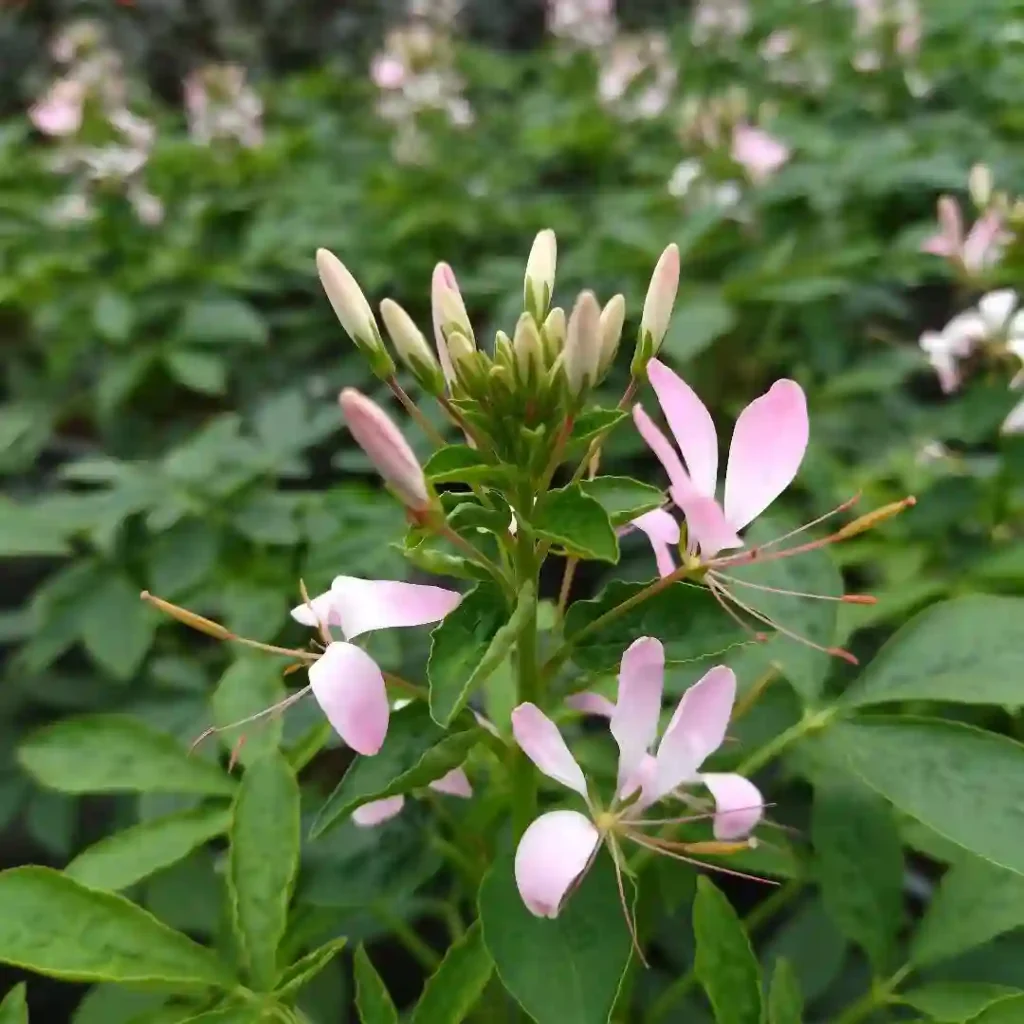 Cleome Clio Magenta