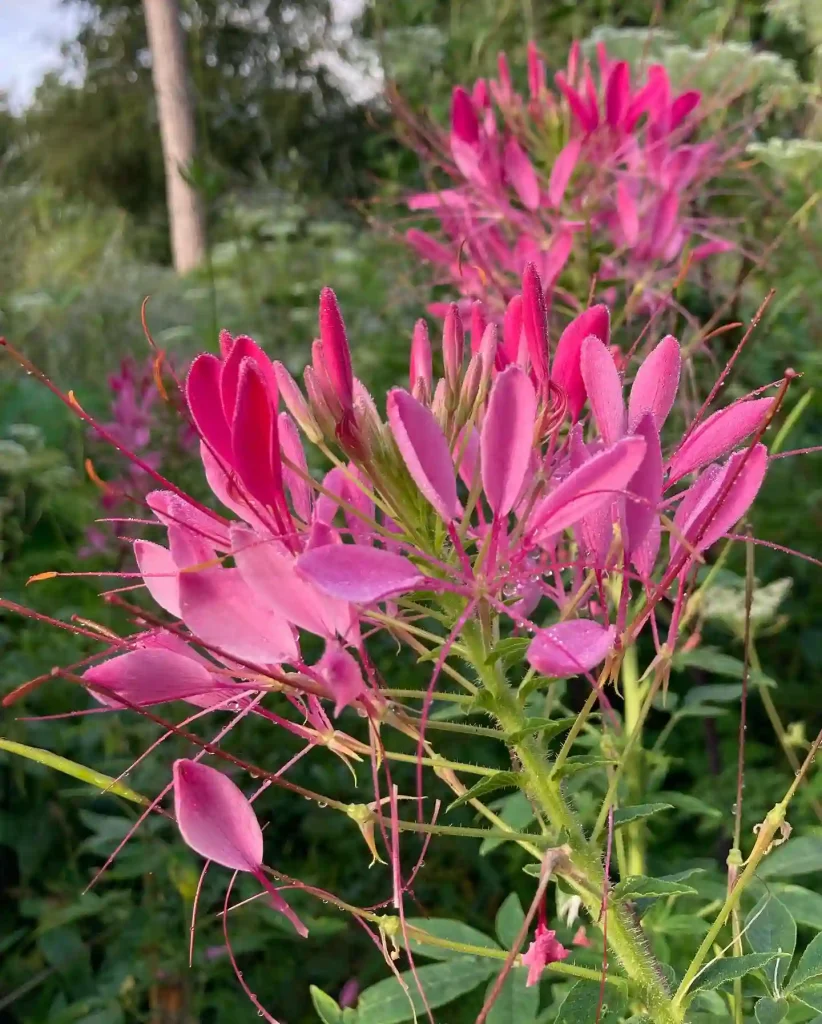 Cleome