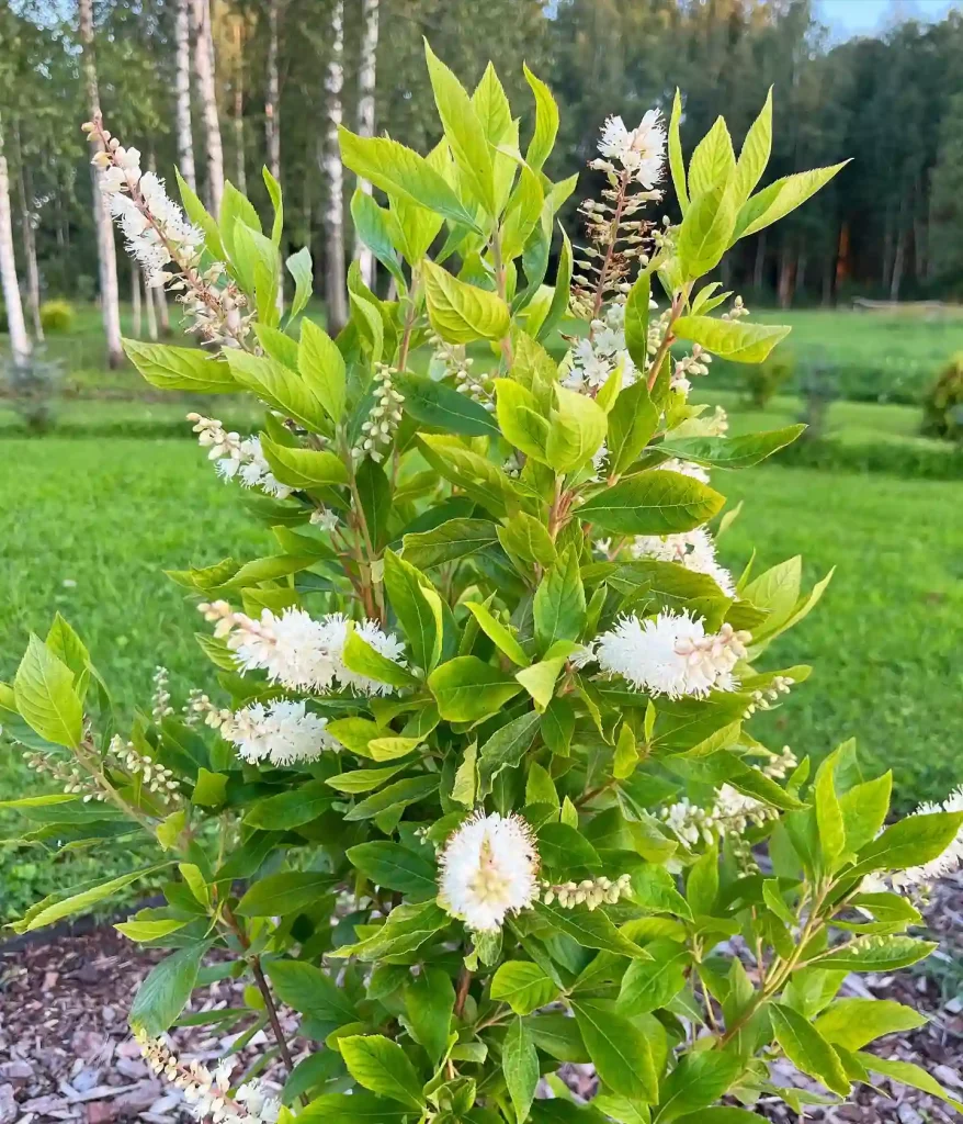 Clethra Alnifolia