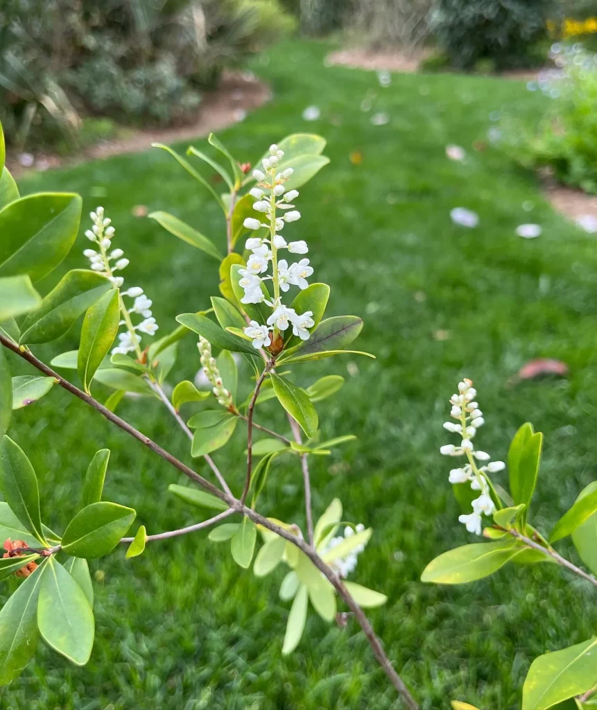 Cliftonia Monophylla