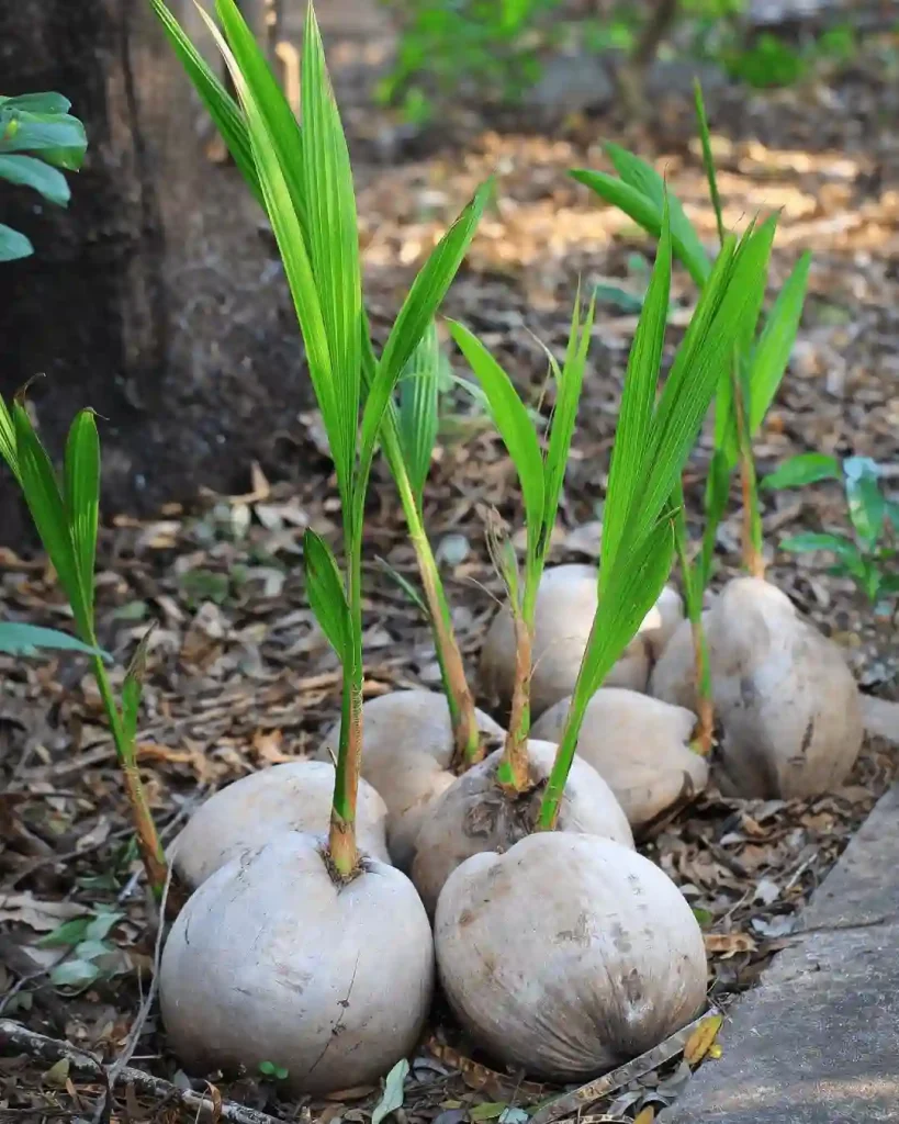 Cocos Nucifera