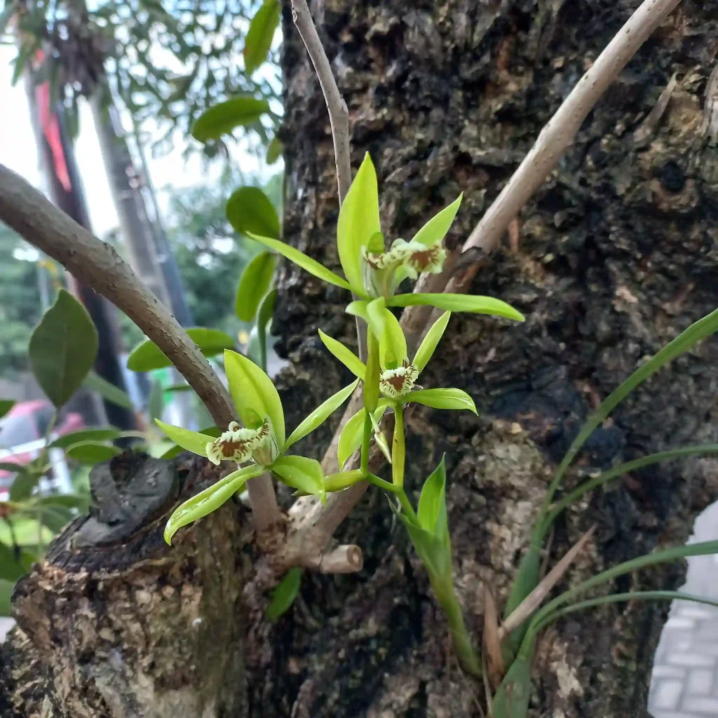 Coelogyne Mayeriana