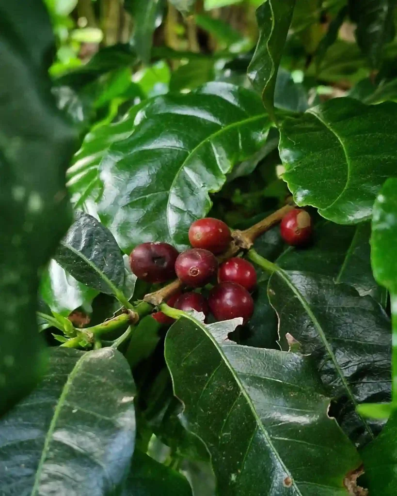 Coffea Arabica