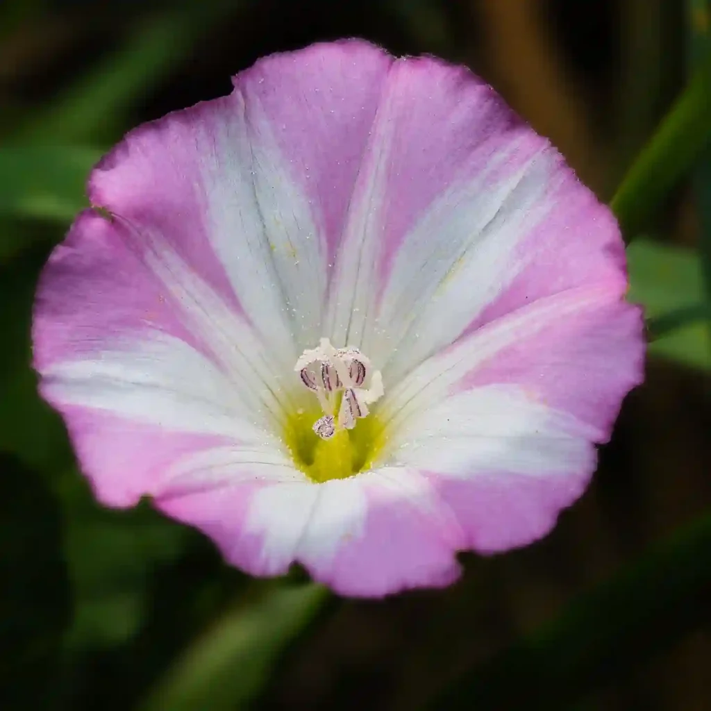 Convolvulus Arvensis