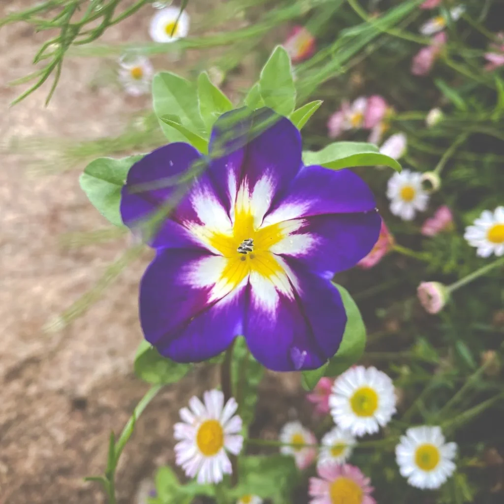 Convolvulus Blue Enchantment