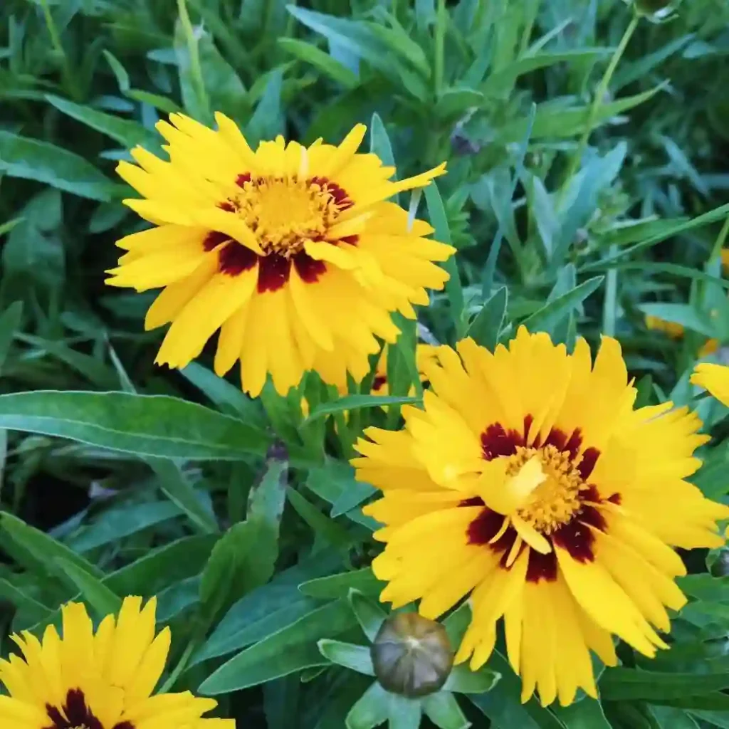 Coreopsis Grandiflora