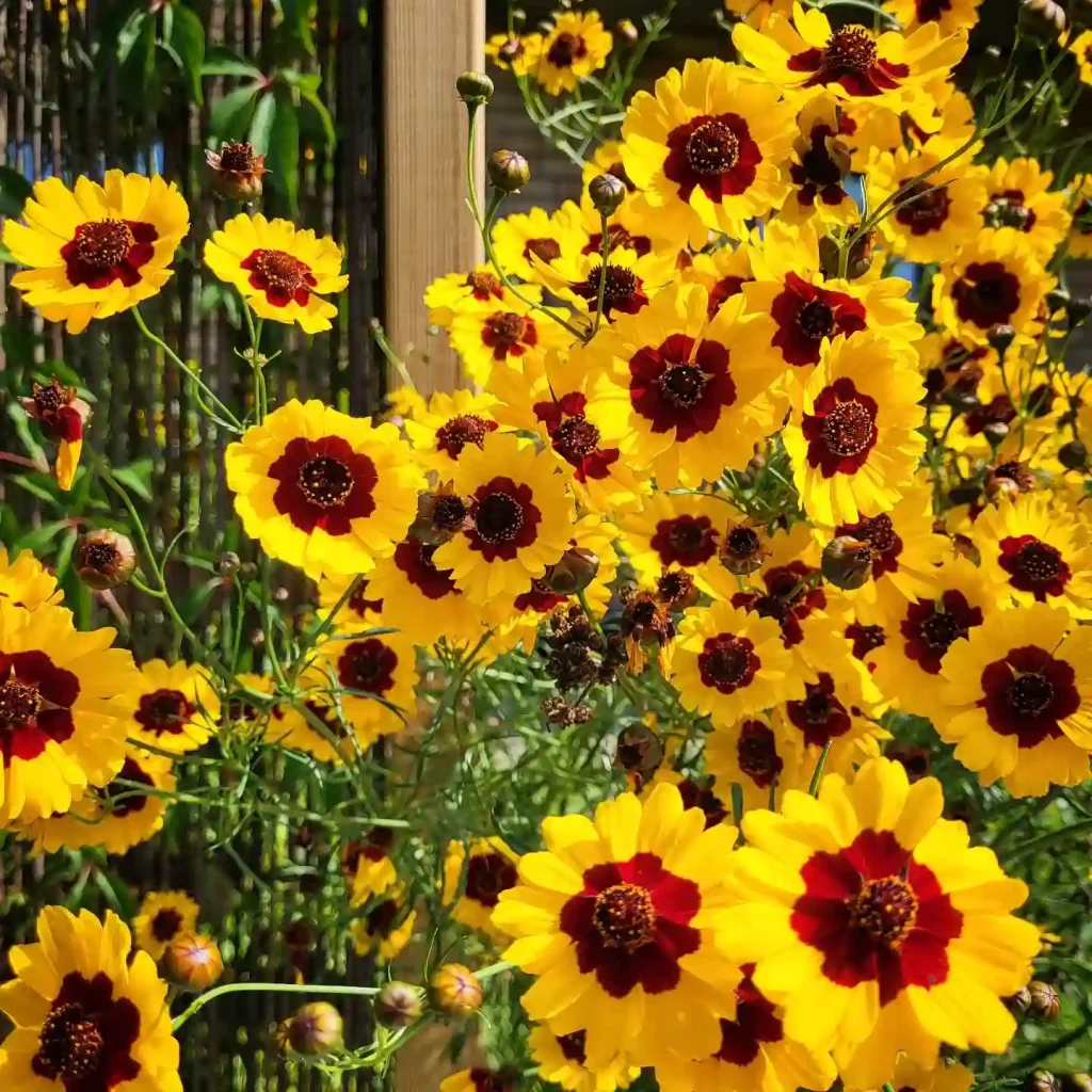 Coreopsis Tinctoria