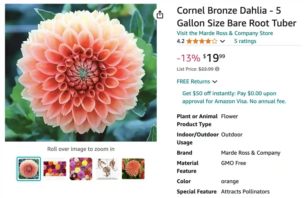 Cornel Bronze Dahlia | Monsteraholic