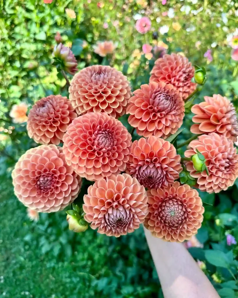 Cornel Bronze Dahlia