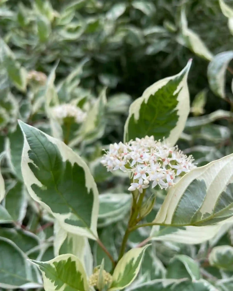 Cornus Alba