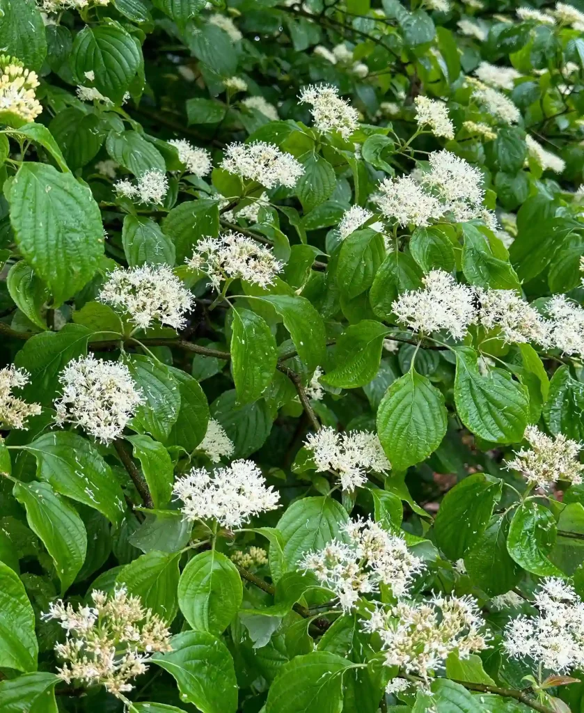 Cornus Alternifolia