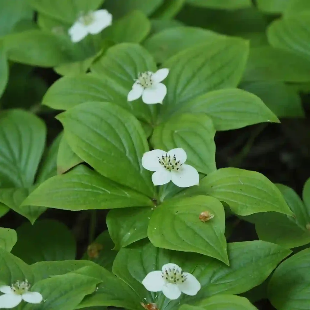 Cornus Canadensis