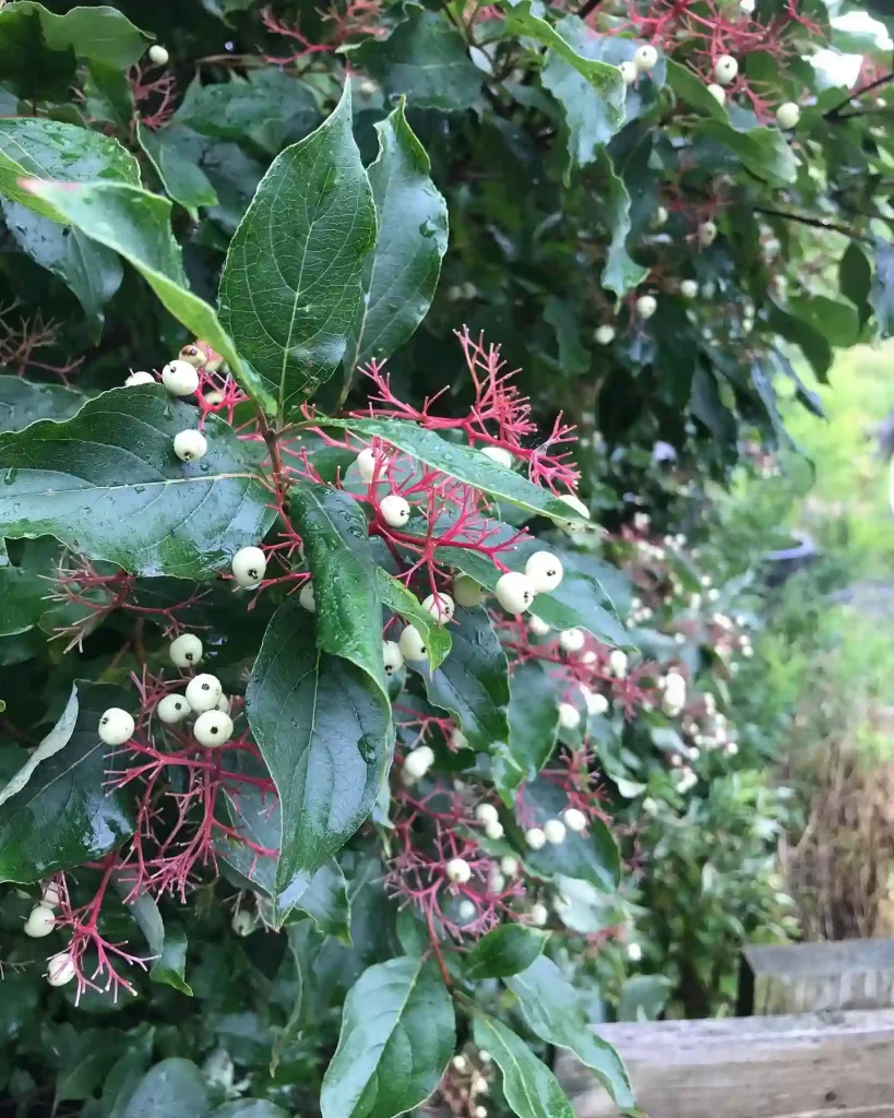 Cornus Racemosa