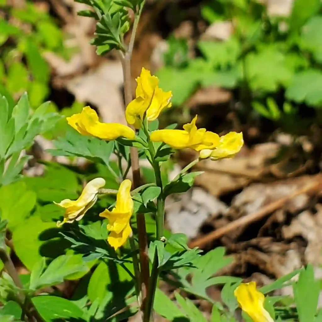 Corydalis Flavula