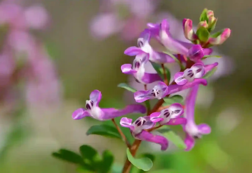 Corydalis