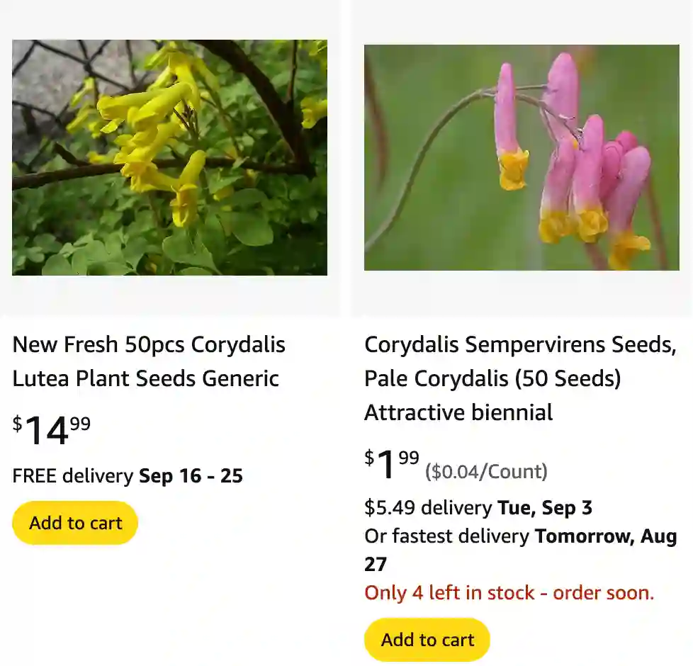 Corydalis | Monsteraholic