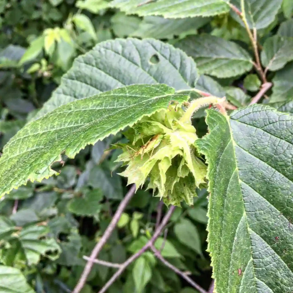 Corylus Americana