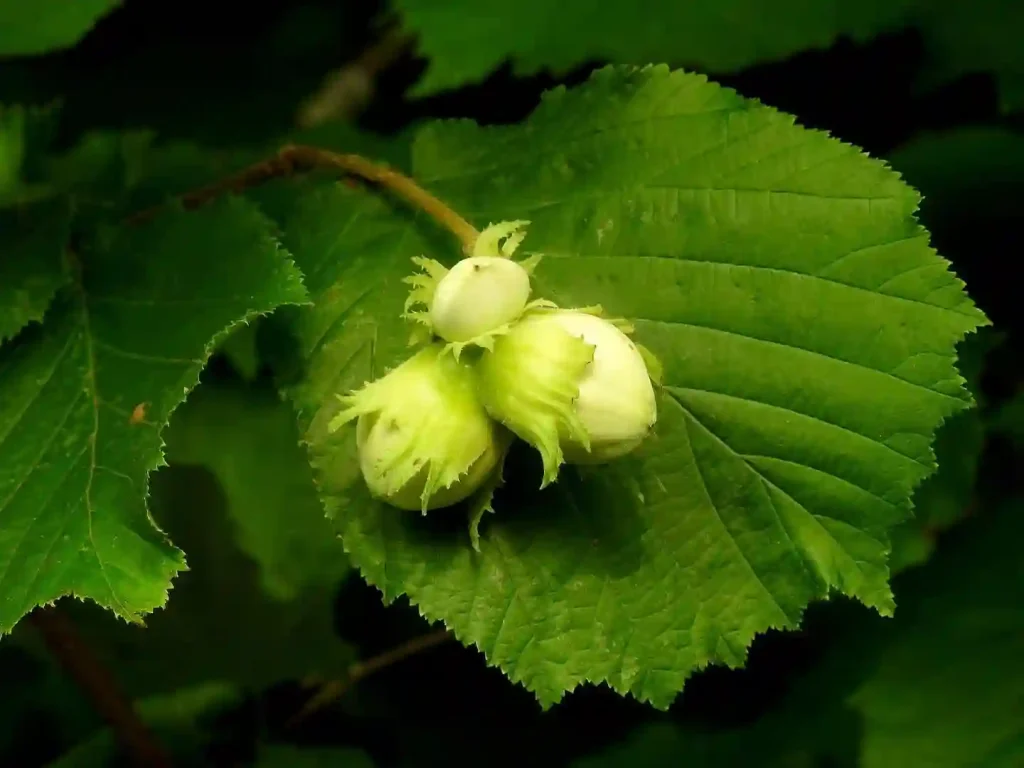 Corylus Avellana