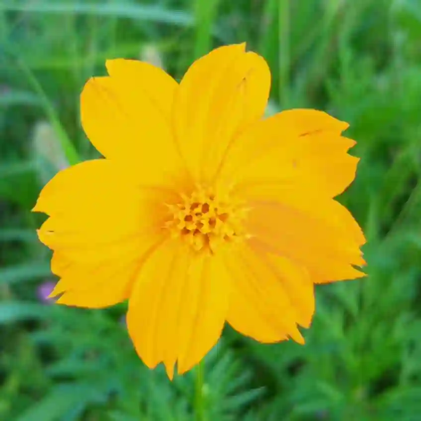 Cosmos Sulphureus