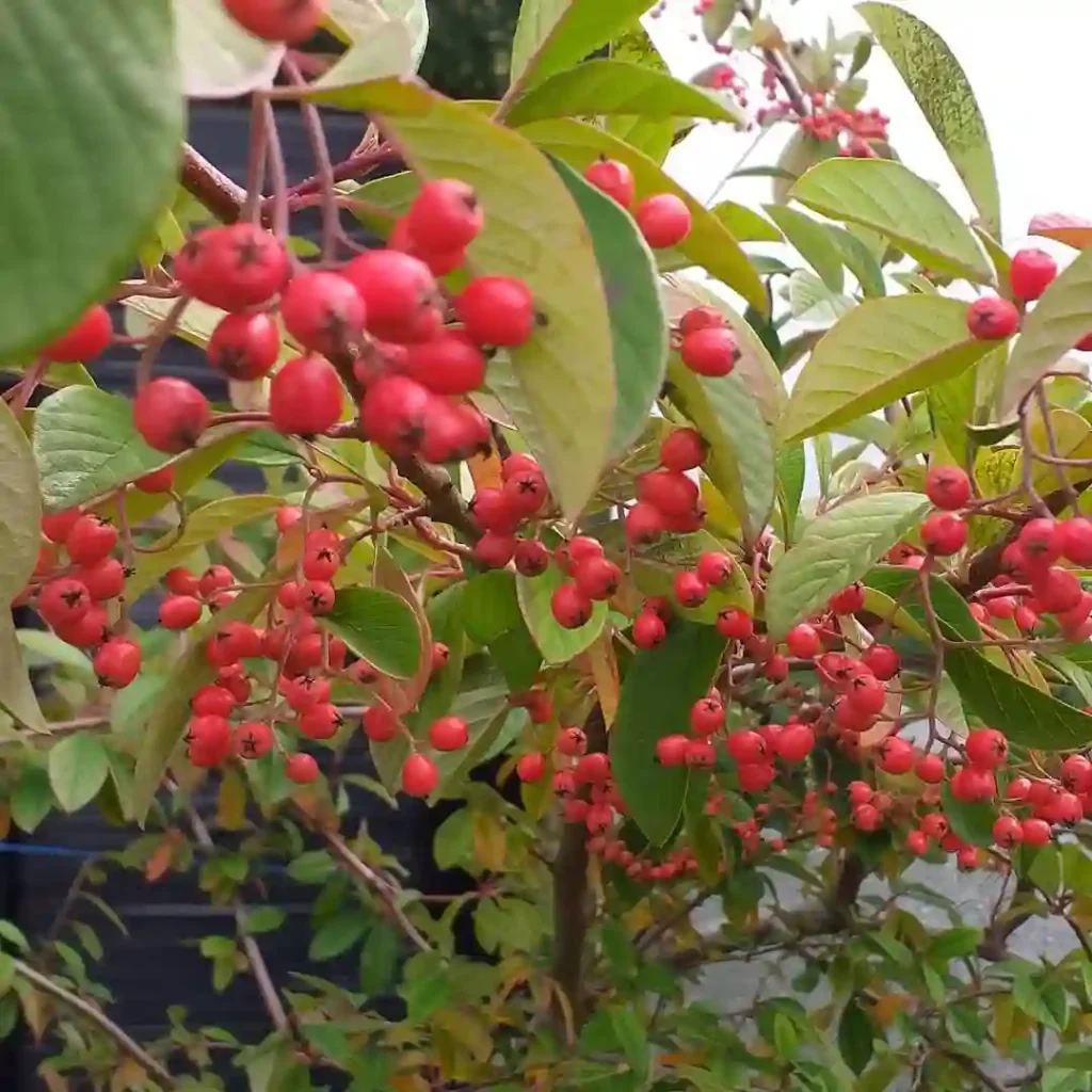 Cotoneaster Parneyi