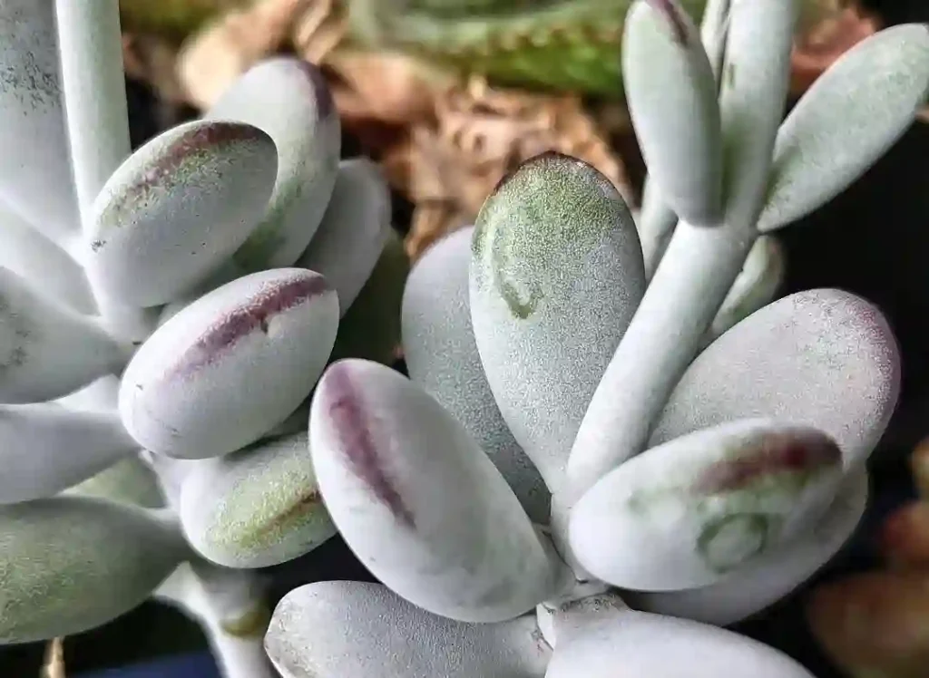 Cotyledon Orbiculata