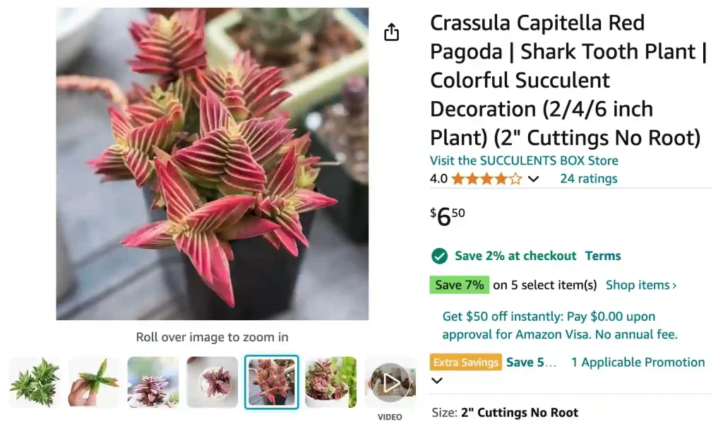 Crassula Capitella | Monsteraholic