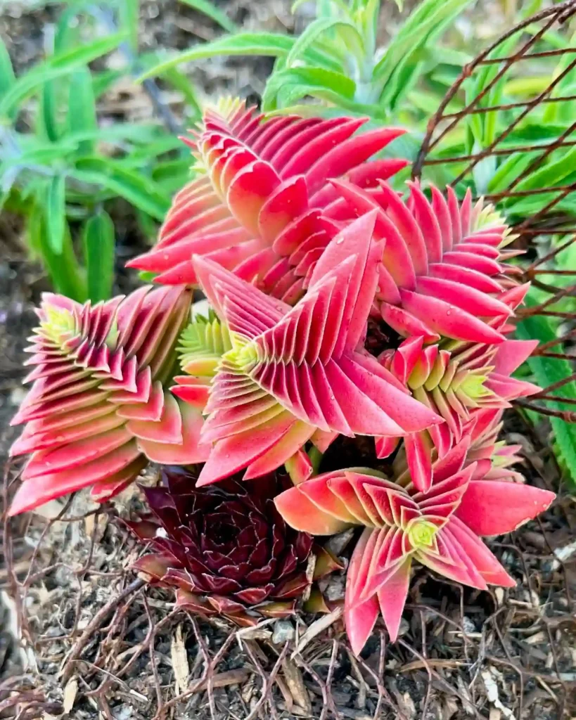 Crassula Capitella