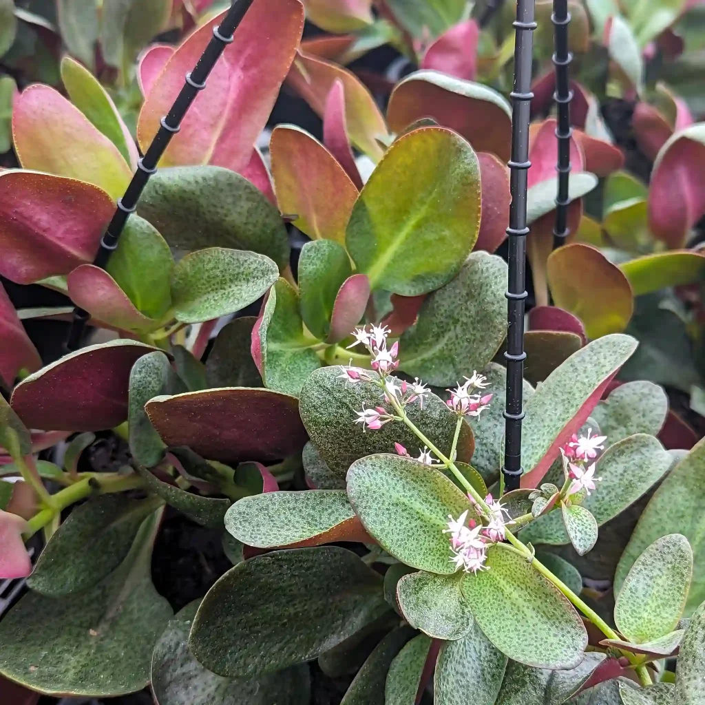 Crassula Streyi