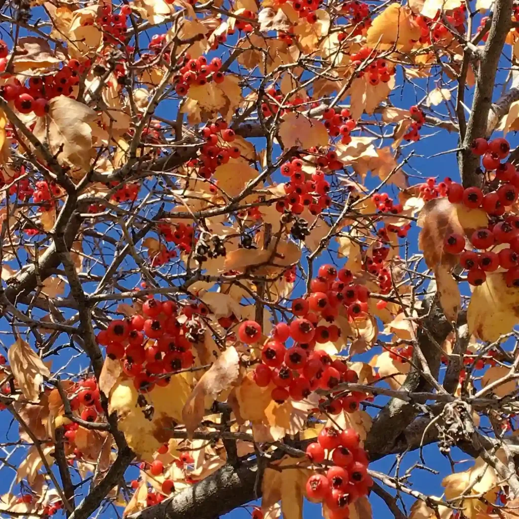 Crataegus Phaenopyrum