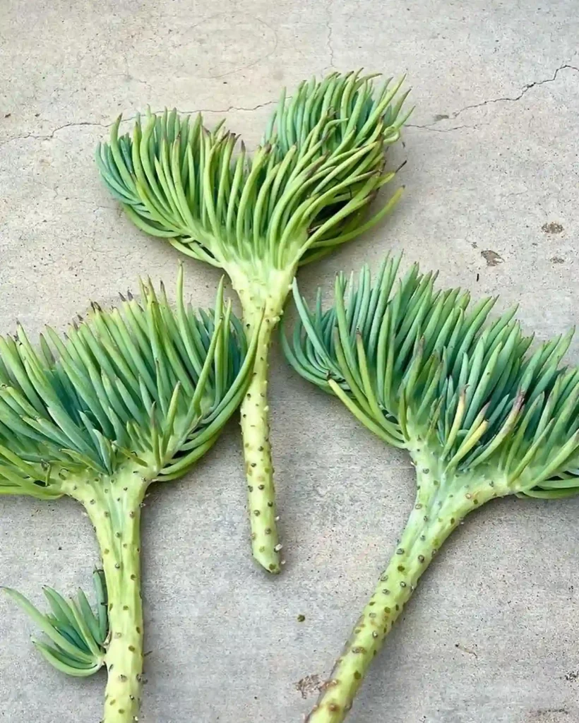 Crested Senecio Vitalis