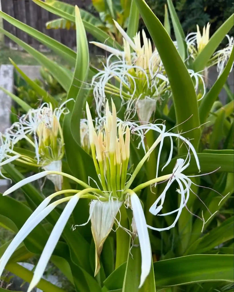 Crinum Asiaticum