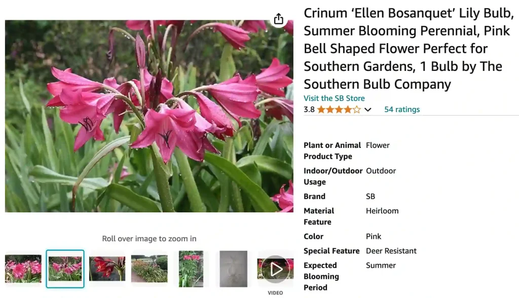 Crinum Ellen Bosanquet | Monsteraholic