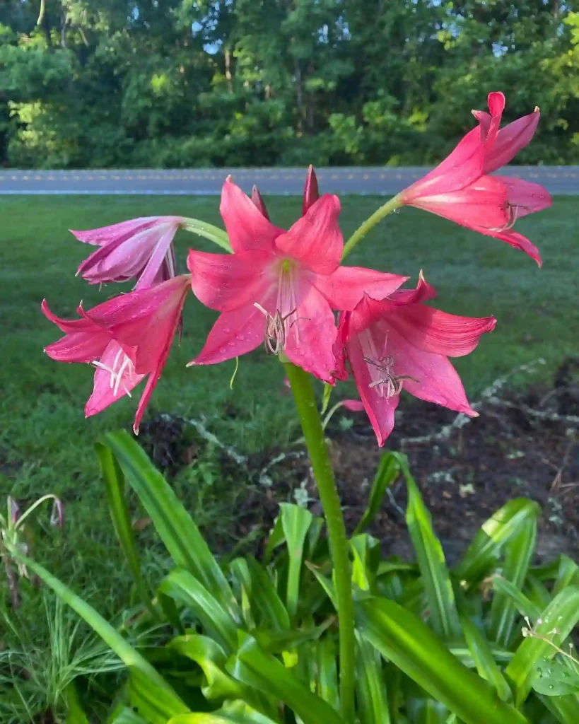 Crinum Ellen Bosanquet