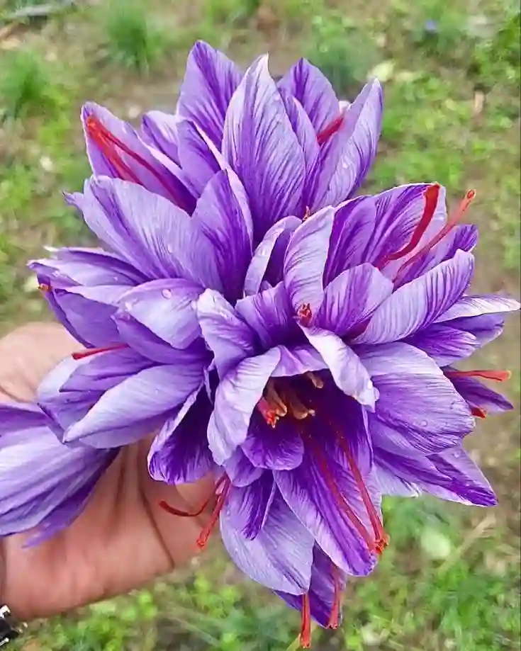 Crocus Sativus