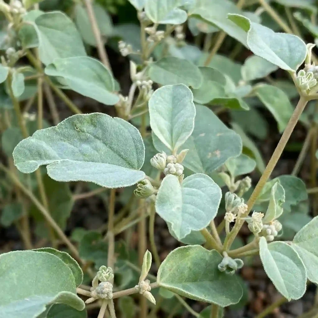 Croton Monanthogynus