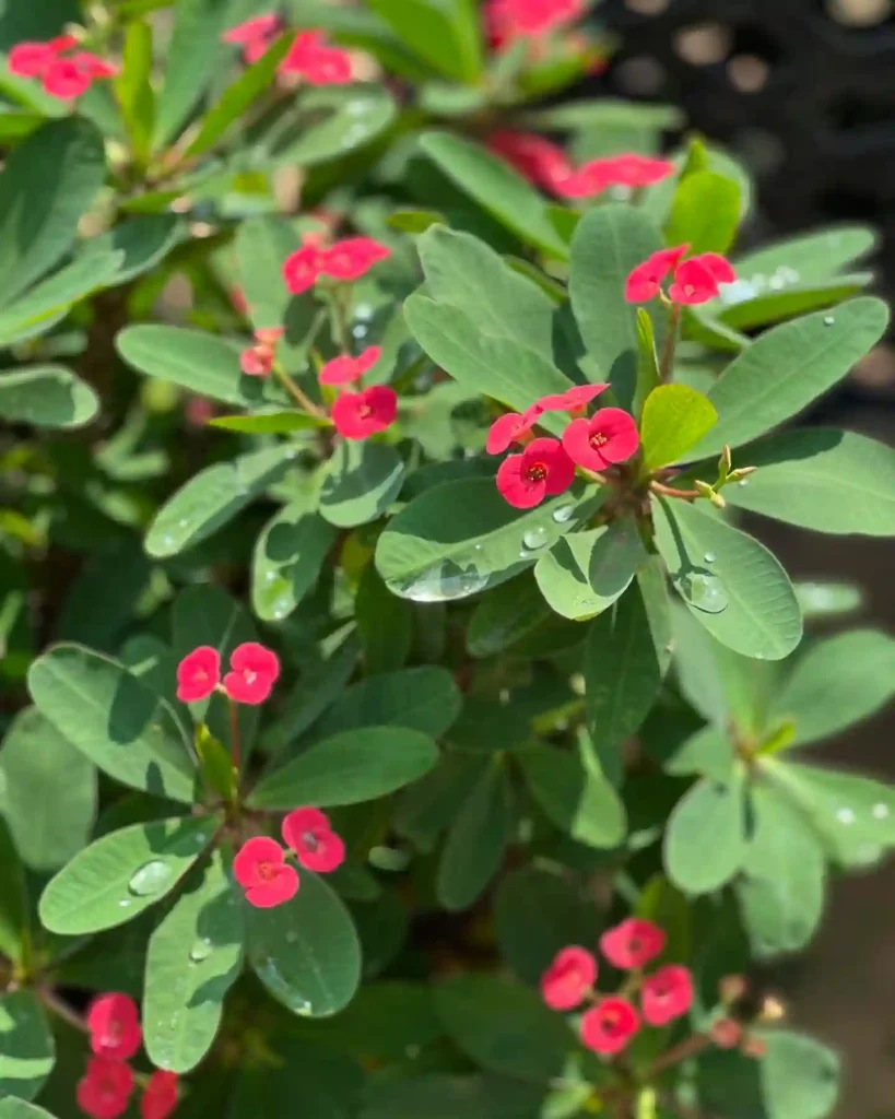 Crown Of Thorns Plant