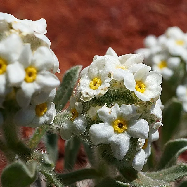 Cryptantha